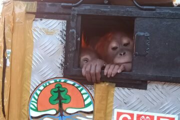 Balai Besar KSDA Sumatera Utara Menerima 2 Orangutan Dari BKSDA Jawa Tengah