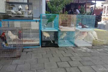 Tim Operasi Gabungan Sita Puluhan Satwa Dilindungi di Bali