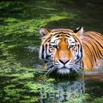 BKSDA Sumbar Ungkap Perdagangan Bagian Tubuh Harimau