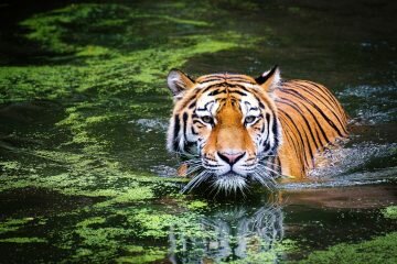 BKSDA Sumbar Ungkap Perdagangan Bagian Tubuh Harimau