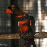 Kembali ke Habitat, Puluhan Satwa Endemik Papua Dipulangkan dari Jogyakarta dan Jakarta
