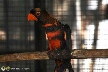 Kembali ke Habitat, Puluhan Satwa Endemik Papua Dipulangkan dari Jogyakarta dan Jakarta