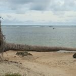 Yayasan Sarana Wana Jaya Akan Gelar Webinar Nasional Mangrove
