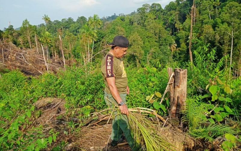 Upaya Penyisiran Gajah Sumatera yang Merusak Kebun Warga