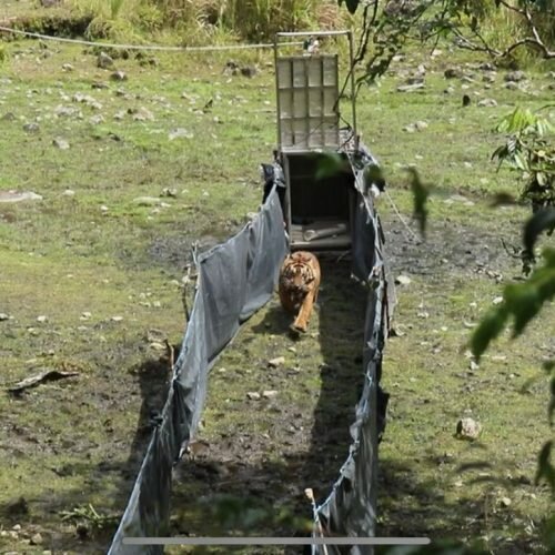 Seekor Harimau Sumatera Dilepasliarkan di TN Kerinci Seblat