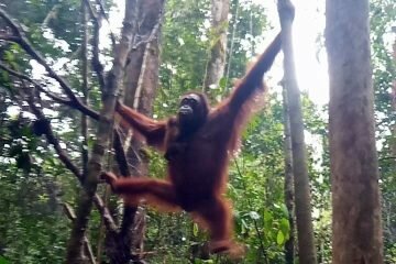 <strong>Kabar Bahagia, Orangutan “Laksmi” Kembali Melahirkan di TN Bukit Baka Raya</strong>