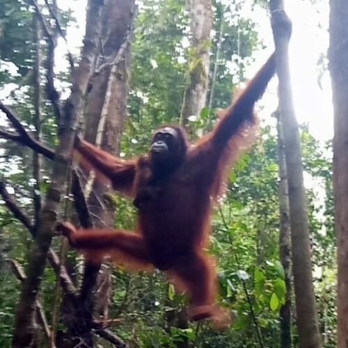 <strong>Kabar Bahagia, Orangutan &ldquo;Laksmi&rdquo; Kembali Melahirkan di TN Bukit Baka Raya</strong>