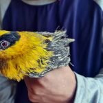 <strong>Seribu Burung Ilegal Digagalkan Beredar di Jawa Timur</strong>